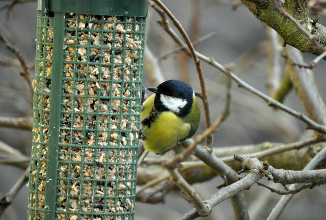 Und dann auf zum nächsten Kernchen | Foto: Daniela Somers
