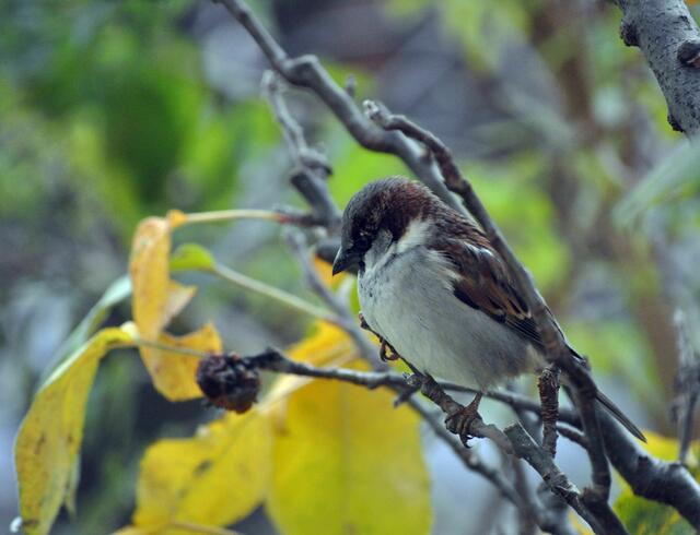 Bin mal gespannt wann der Platz an der Futterstelle wieder frei wird. | Foto: Daniela Somers