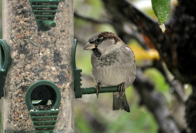 Immer schön die Futterquelle bewachen. | Foto: Daniela Somers