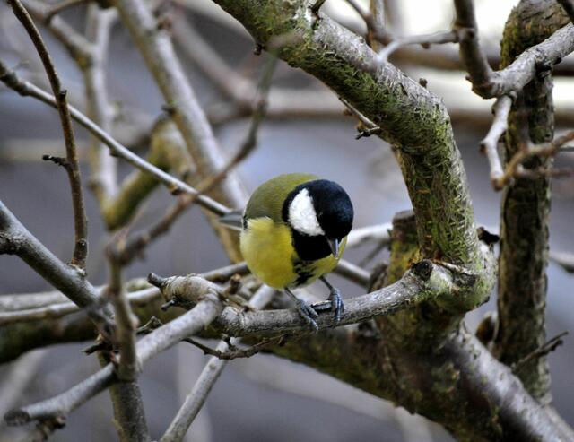 Zurück auf den Ast und das Kernchen zurecht legen | Foto: Daniela Somers