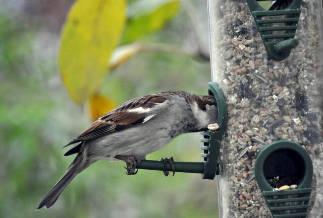 Ganz da hinten. Das Kernchen sieht gut aus. | Foto: Daniela Somers