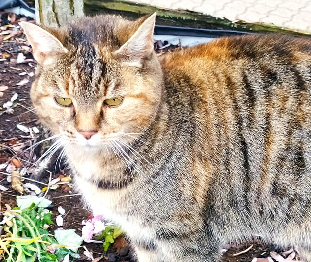 "Na klar, kannst mich gerne streicheln - so hinter den Ohren und am Kinn finde ich es besonders schön 😊". | Foto: Sigrid Schlottke