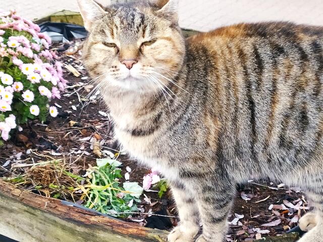 "Denn Streicheleinheiten kann man nie genug bekommen, gell". | Foto: Sigrid Schlottke