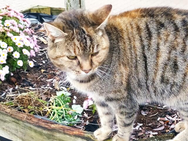 Ich sag "Du, lieber Kater, ich muss jetzt wirklich weiter. "
Da meint er "Na, das ist aber schade - eigentlich hatte ich darauf gehofft, dass du noch ein bisschen Zeit für mich hast. Aber gut, dann halt bis zum nächsten Mal 😊".

 | Foto: Sigrid Schlottke
