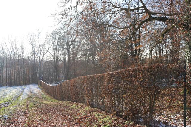 Blick auf den Judenfriedhof. | Foto: Marga Specht