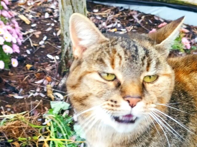 "Hey, nee, einfach aufhören und weitergehen - das geht gar nicht.. Da muss ich mal laut miauen, damit du mich noch ein bisschen weiter streichelst." | Foto: Sigrid Schlottke