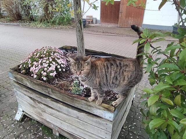 "Stehst du da, um mich zu verabschieden? Denn ich verlasse nach einem leckeren Frühstück das tolle Cafe, vor dem du sitzt.
Na, streicheln? Ja oder nein....."
 | Foto: Sigrid Schlottke