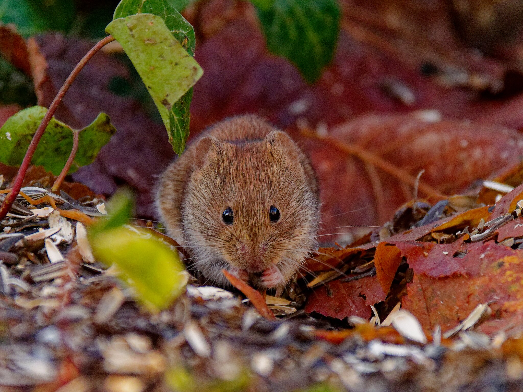 Tanjas Tierwelt: Whlmaus - Bad Wimpfen