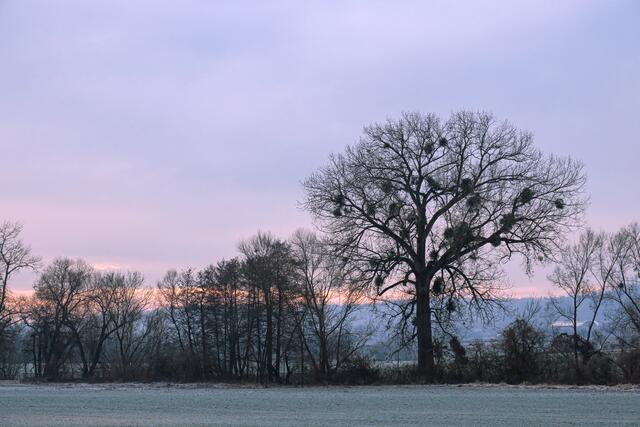 Misteln am Baum an der Sulm zwischen Binswangen und Neckarsulm | Foto: Peter Rössler