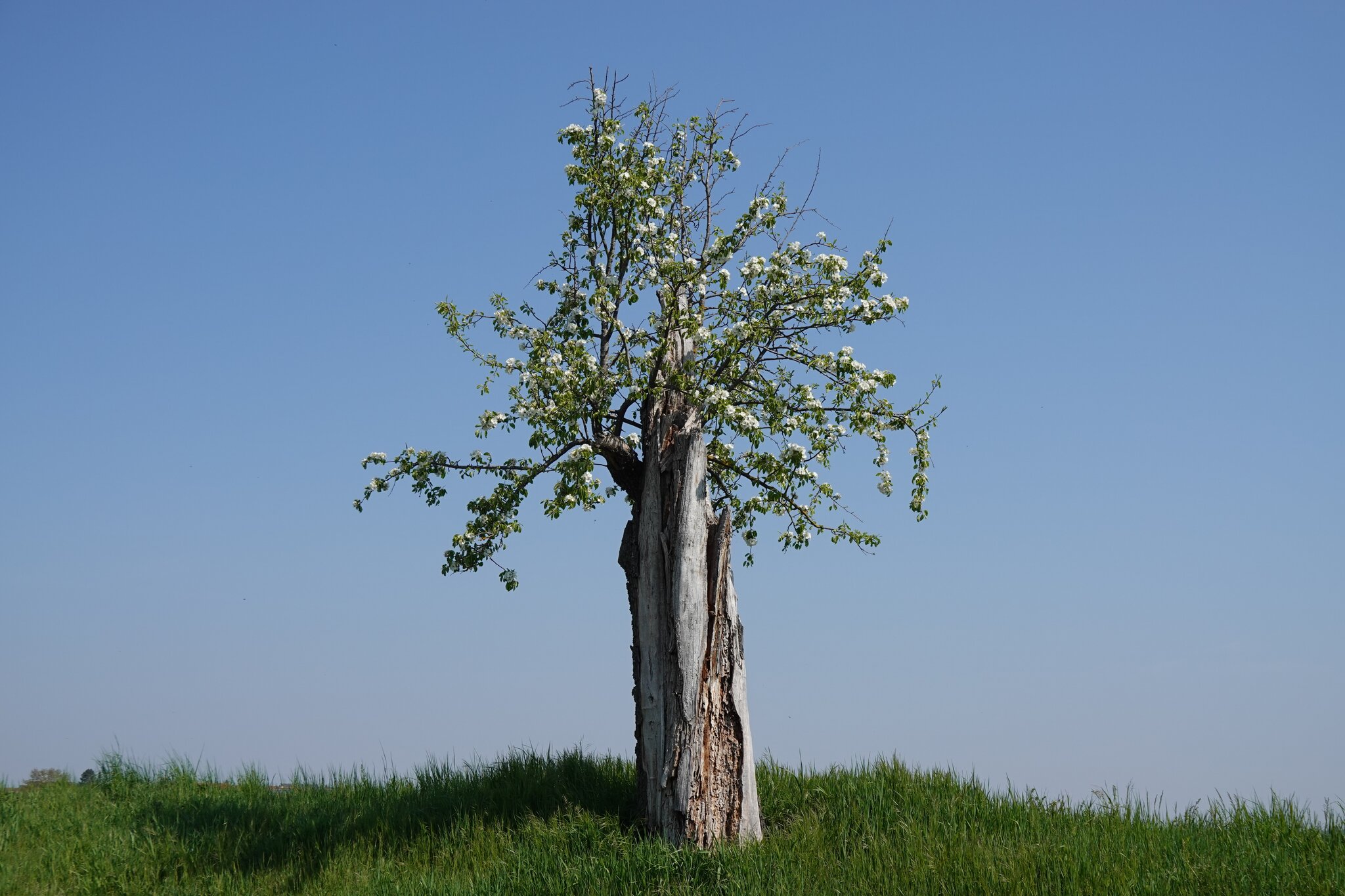 Mit letzter Kraft . . . Der Birnbaum Bad Friedrichshall
