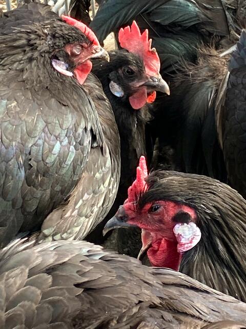 Foto: Heide Böllinger aus Bad Friedrichshall