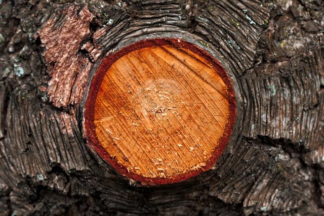 Tolle Muster und Farben zeigt dieser Baumstamm.  | Foto: Stefan Seiz 