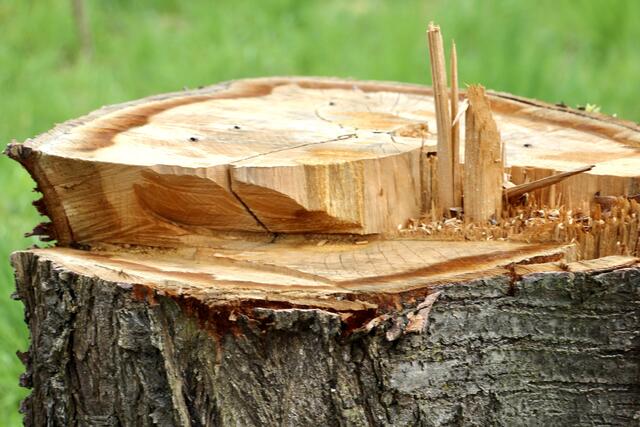 Frisch gefällt: Der Stamm zeigt die tolle Struktur des Naturmaterials Holz.
 | Foto:  Elektra Domesle 