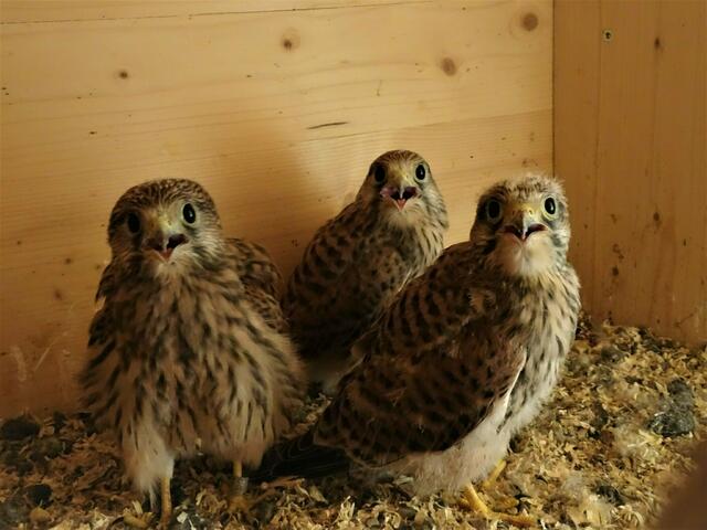 Die Freude war in Oedheim groß, dass es dieses Jahr wieder Turmfalkennachwuchs unterm Giebel gab. | Foto: Anneliese Herold