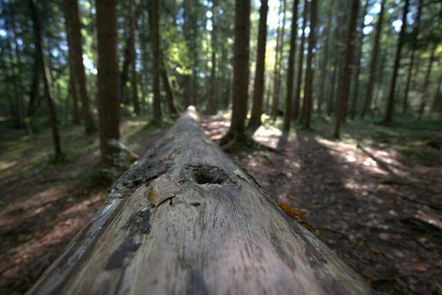 Besondere Perspektive: ein Baumstamm in der Horizontale mitten im Wald.  | Foto: Günter Schiffl 