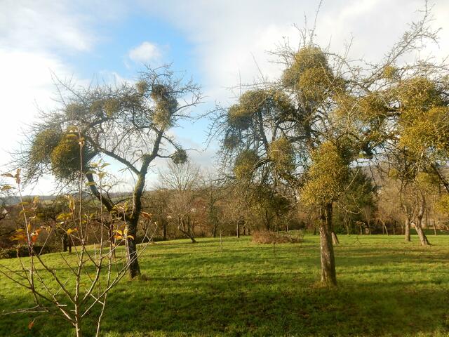 Bäume mit vielen Misteln | Foto: E. Rosendorf