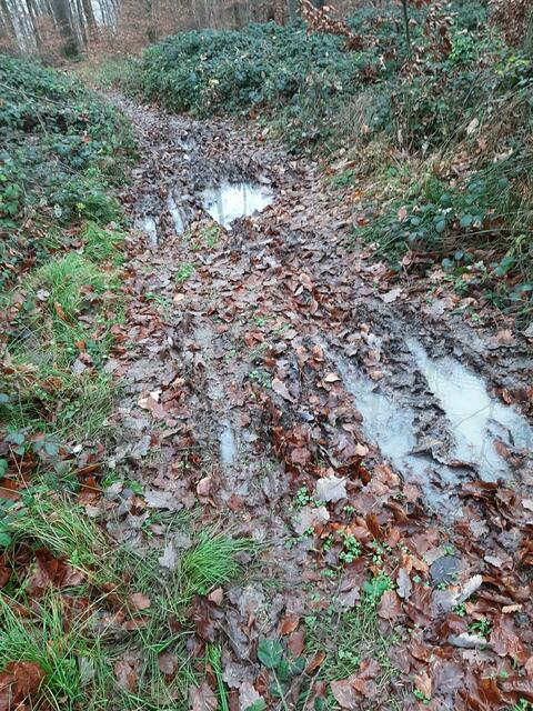 tiefgründiger, nasser Boden, nicht immer leicht zu begehen | Foto: E. Rosendorf