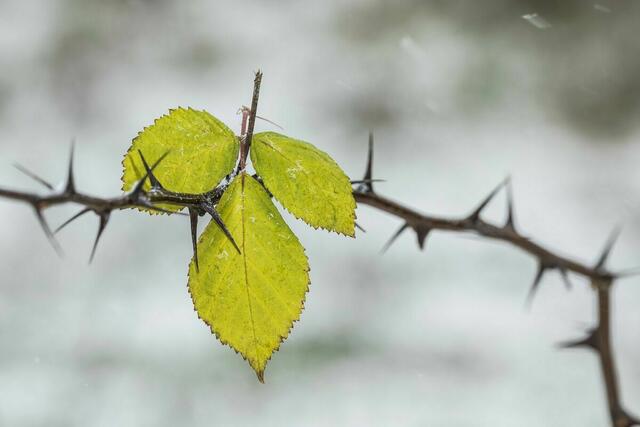 Ein eindrucksvoller Kontrast aus den spitzen Stacheln und den giftgrünen Blättern - aufgenommen hat dieses Bild des Monats Januar Heimatreporter Egon Groß. | Foto: Egon Groß