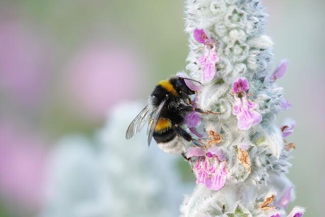 Ein prächtiges Motiv in Pastelltönen bietet dieses Foto mit einer fleißigen Biene, erblickt von Uschi Dugulin: das Bild des Monats Juni. | Foto: Uschi Dugulin