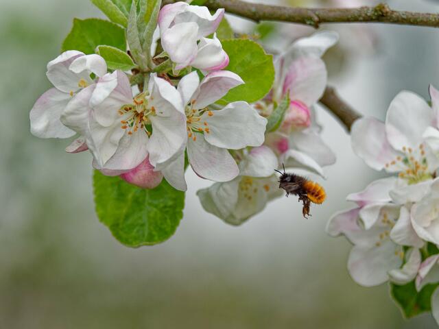 Tanja Blind bietet diese detaillierte Nahaufnahme einer Mauerbiene, die im Anflug auf frühlingshafte Apfelblüten ist. Das Bild des Monats April.  | Foto: Tanja Blind
