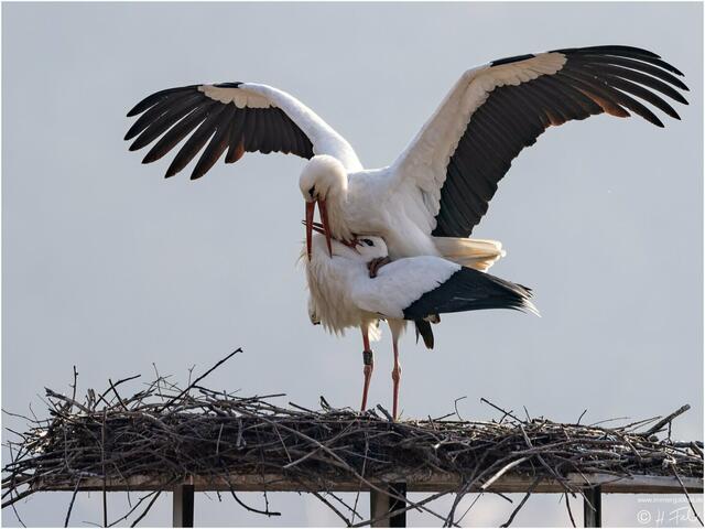 Beeindruckende Storch-Aufnahme von Herbert Fahr: unser Bild des Monats März für Hohenlohe. | Foto: Herbert Fahr