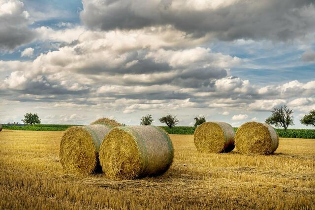 Üppige Strohballen warten auf Sonnenstrahlen im launischen Sommerwetter, aufgenommen von Rüdiger Reingräber: das Bild des Monats August. | Foto: Rüdiger Reingräber