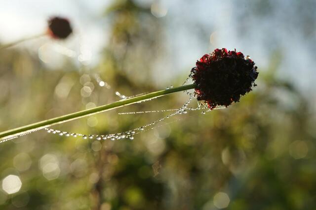 Helmut Brehm schaffte es beim Bild des Monats Oktober, diese tiefrote Blüte im Tau besonders detaillreich darzustellen. | Foto: Helmut Brehm