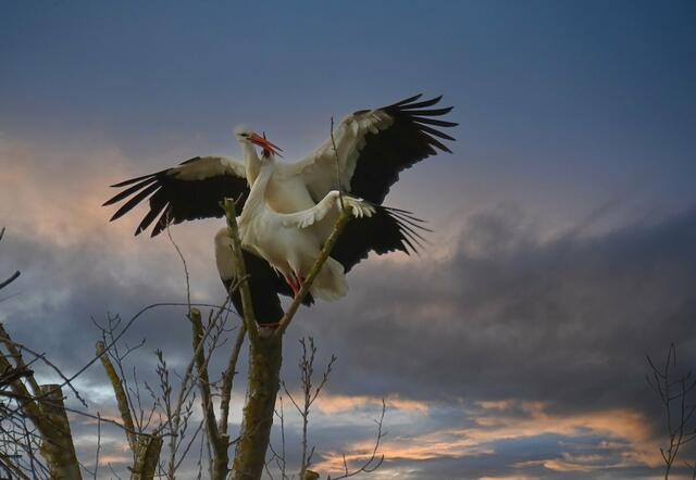 Angelika Rampmeier dokumentierte diese seltene Nahaufnahme von zwei sich paarenden Störchen: das Bild des Monats März für das Unterland. | Foto: Angelika Rampmeier