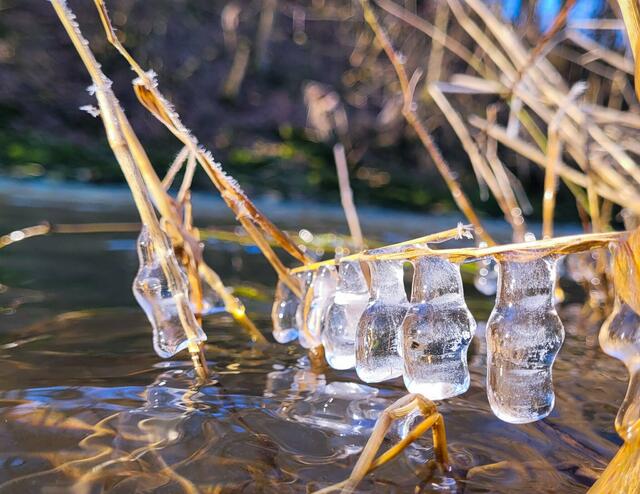 Gefrorenes Wasser, das aussieht wie kleine Eisbären! Stephanie Rüdele erkannte in diesem Bild des Monats Februar diese besonderen Formen am Kocher. | Foto: Stephanie Rüdele