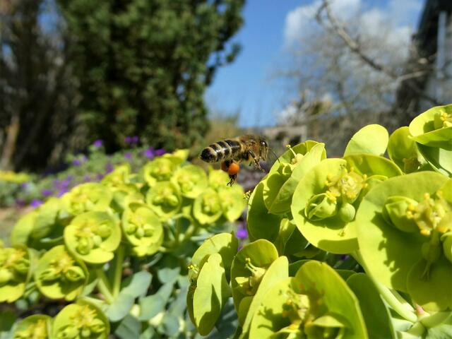 Eine fleißige Biene ist bereits im Frühling unterwegs zu blühenden Pflanzen. Das Bild des Monats April kommt von Helmut Brehm. | Foto: Helmut Brehm