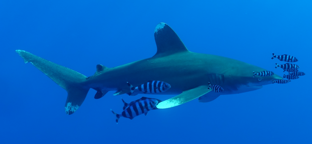 Weißspitzen Hochseehai (Carcharhinus longimanus) | Foto: Ralf Herrmann