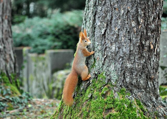 Zurück auf den Baum | Foto: Daniela Somers