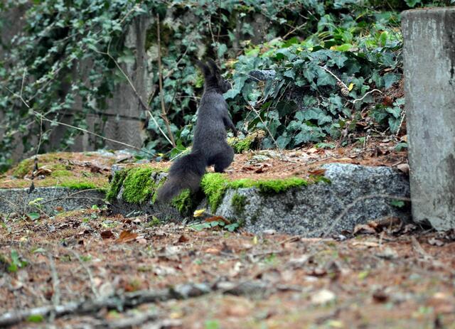 Ohne Nüsschen gibts nur die Rückenansicht | Foto: Daniela Somers