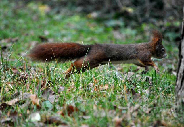 Schnell noch einen Sprung und schon bin ich wieder verschwunden. | Foto: Daniela Somers