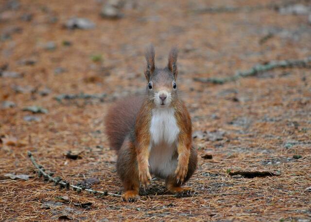 Och schade. Wolfgang hat immer welche dabei. | Foto: Daniela Somers