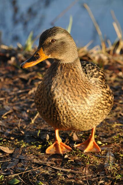 Oder was meinst du? Bin ich nicht eine wunderschöne Entenlady? | Foto: Daniela Somers