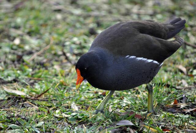 Hab keine Zeit, bin auf Futtersuche. | Foto: Daniela Somers