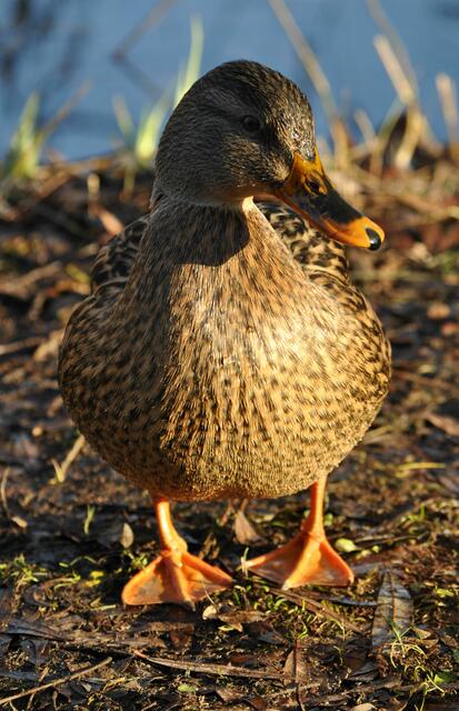 Mein Erpel, dahinten am Busch, sagt auch dass ich die Schönste bin. | Foto: Daniela Somers