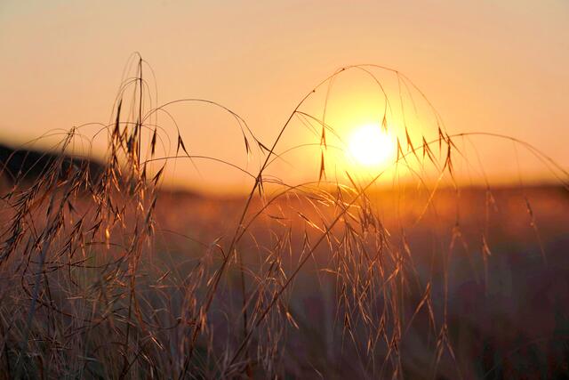 Juni - Sonnenuntergang an einem Getreidefeld bei Lauffen | Foto: Ulrich Seidel