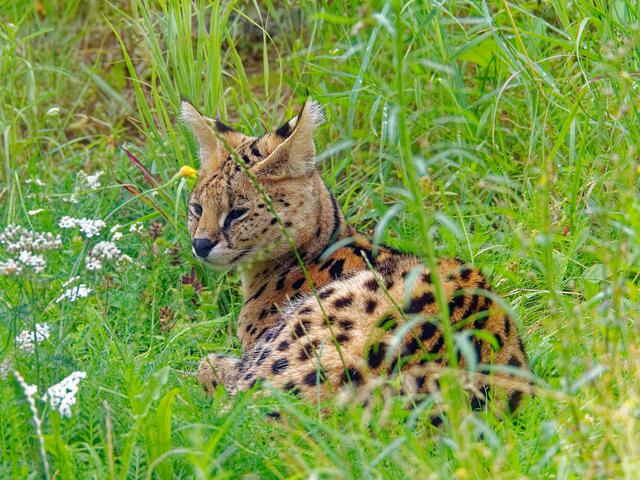 Serval | Foto: Eigenes Bild TB