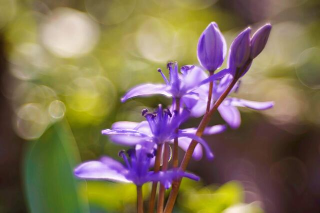 März - Blauaterne im Kaywald in Lauffen | Foto: Ulrich Seidel