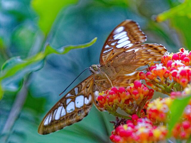 Schmetterling | Foto: Eigenes Bild TB