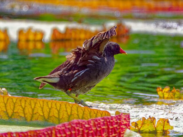 Teichhuhn | Foto: Eigenes Bild TB
