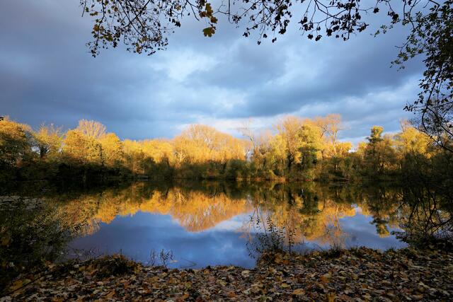 November - goldene Stunde am Seeloch in Lauffen | Foto: Ulrich Seidel