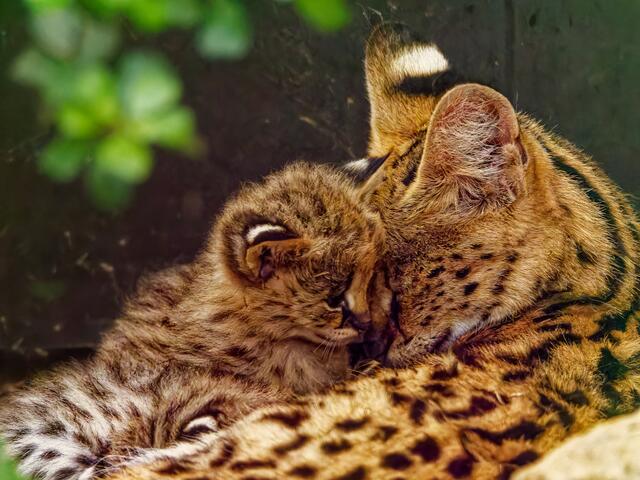 Serval mit Jungtier | Foto: Eigenes Bild TB