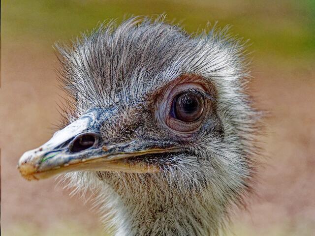 Nandu | Foto: Eigenes Bild TB
