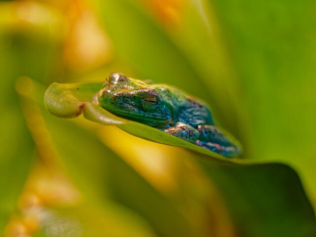 Frosch | Foto: Eigenes Bild TB