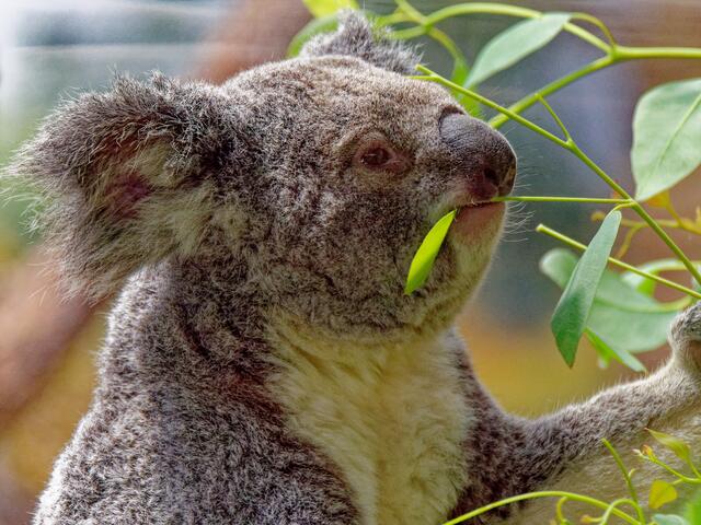Koala | Foto: Eigenes Bild TB
