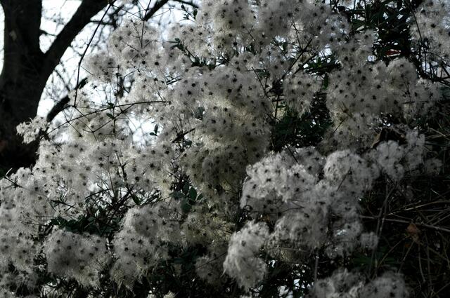 Diese Kunst hat die Natur erschaffen. | Foto: Daniela Somers