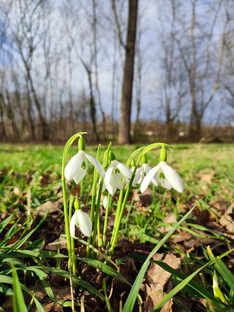 Am ersten Mittwoch im Jahr warnte der Wetterdienst vor Aufenthalt im Wald. Als dieses Bild entstand, fielen zwei stabile Äste von einem Baum. Glücklicherweise weit genug von der Fotografin weg. Gut dass man eine nahezu freie Strecke gewählt hatte. | Foto: Aurelia Kling
